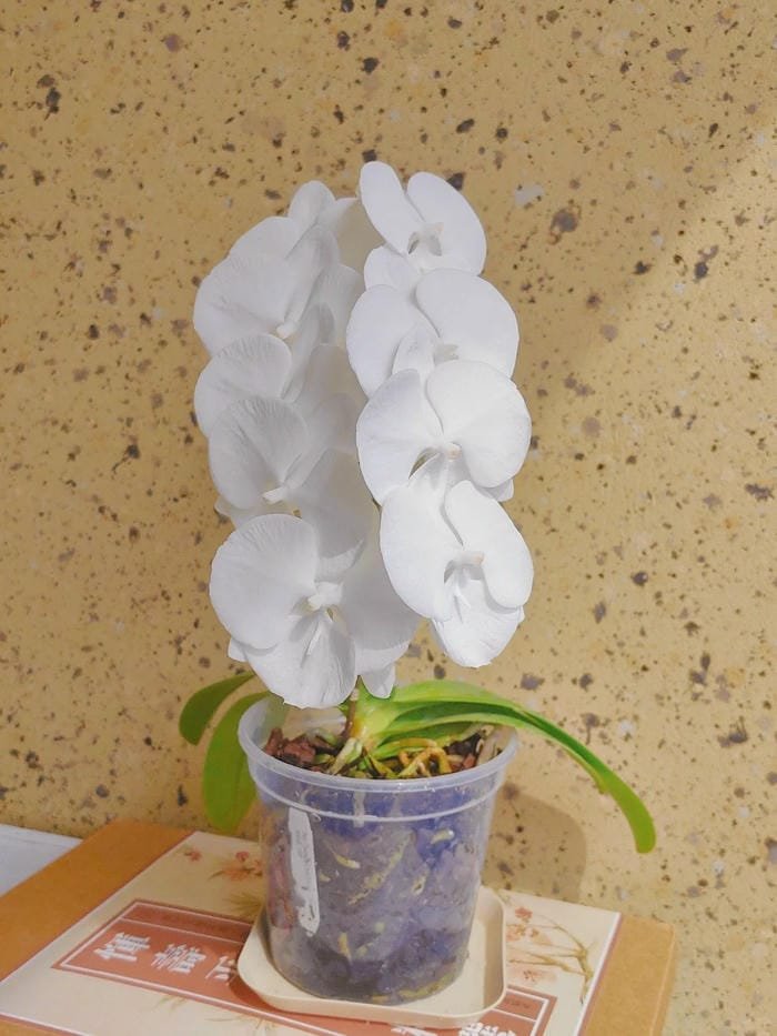hình ảnh hoa phong lan hồ điệp 15