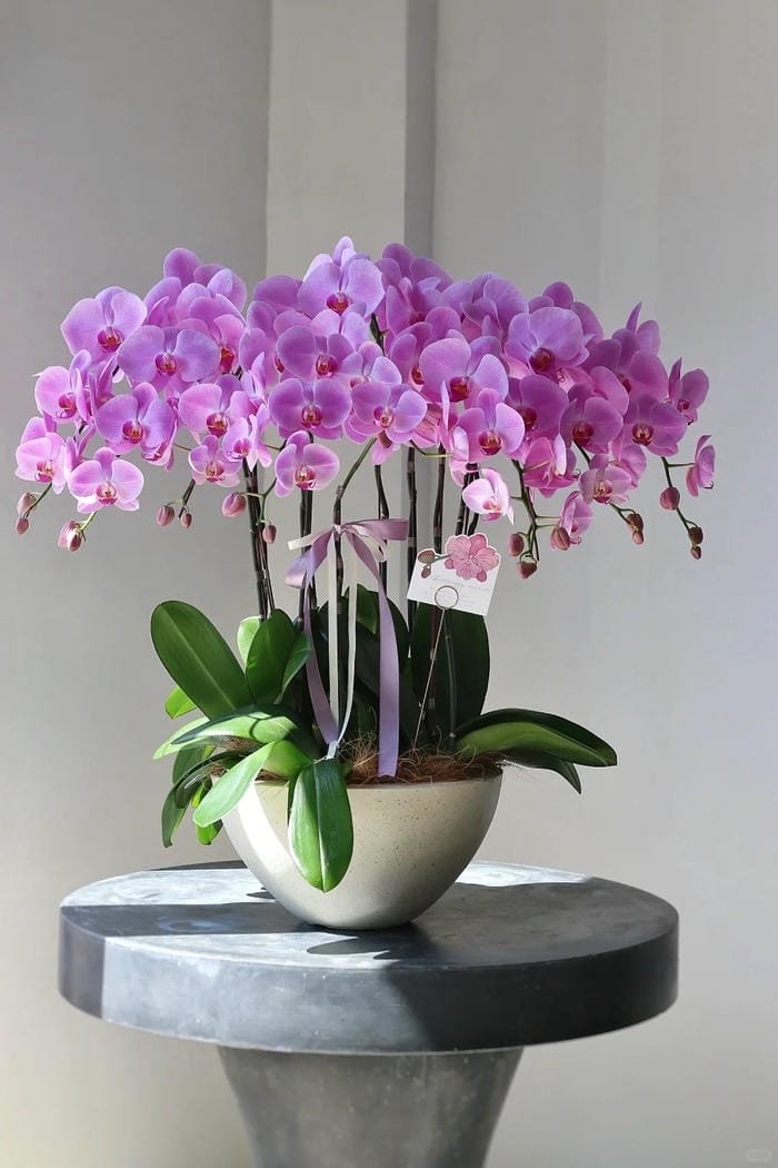 hình ảnh hoa phong lan hồ điệp 17