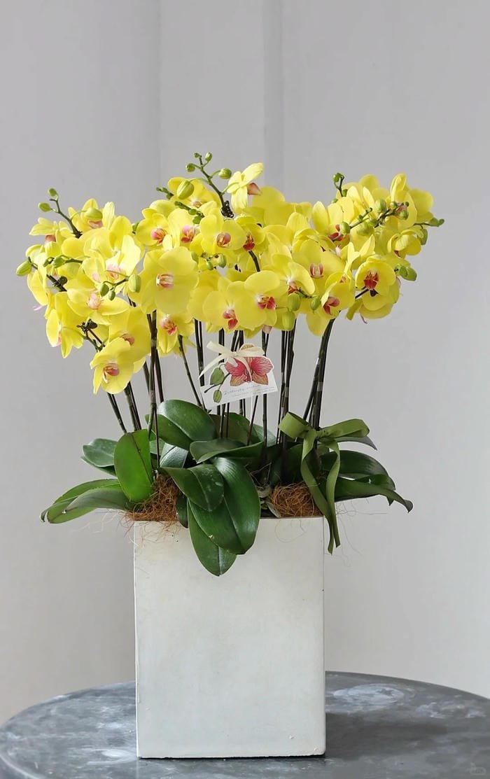 hình ảnh hoa phong lan hồ điệp 18