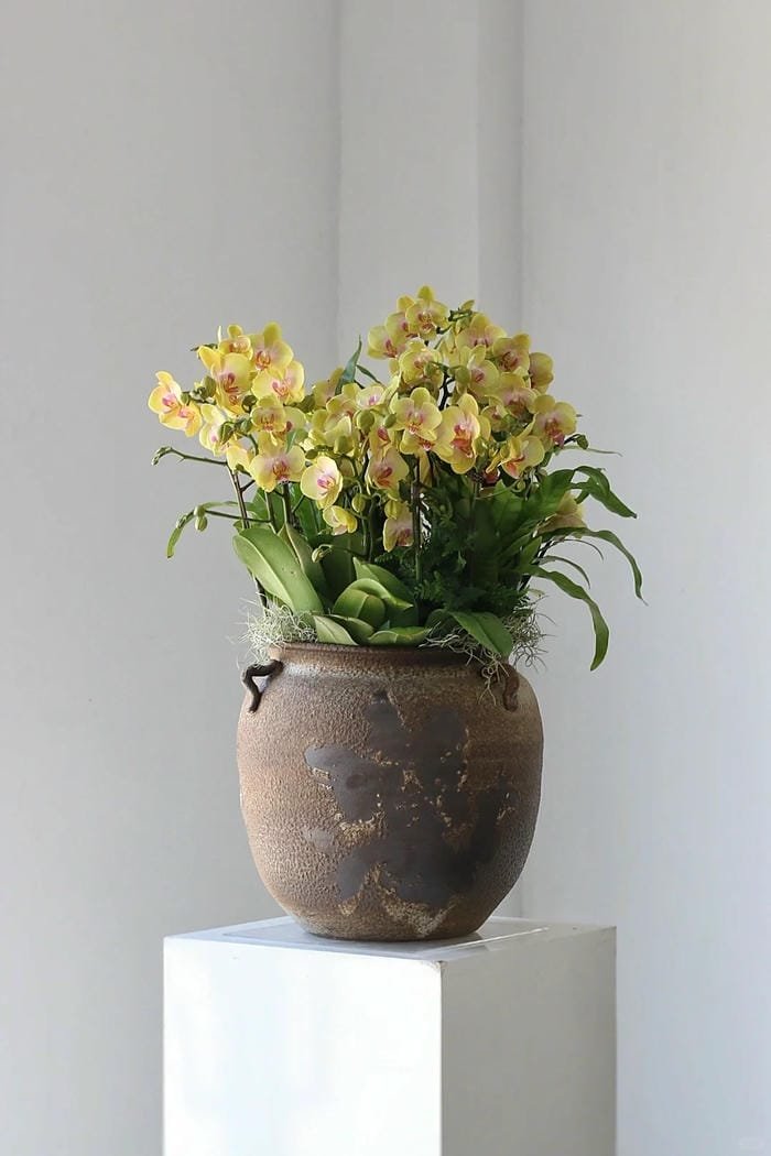 hình ảnh hoa phong lan hồ điệp 19