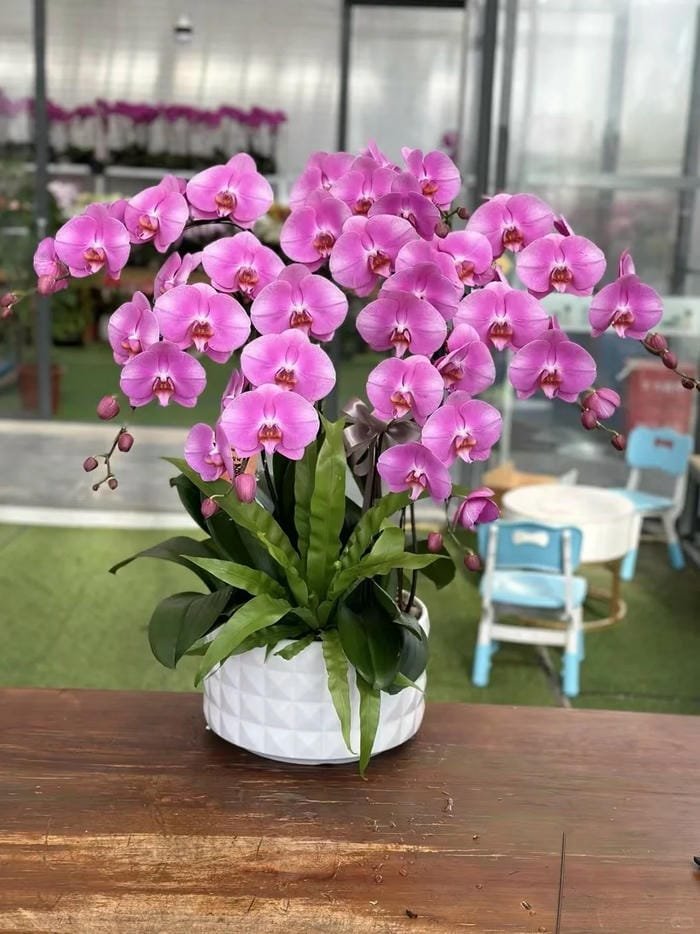 hình ảnh hoa phong lan hồ điệp 2