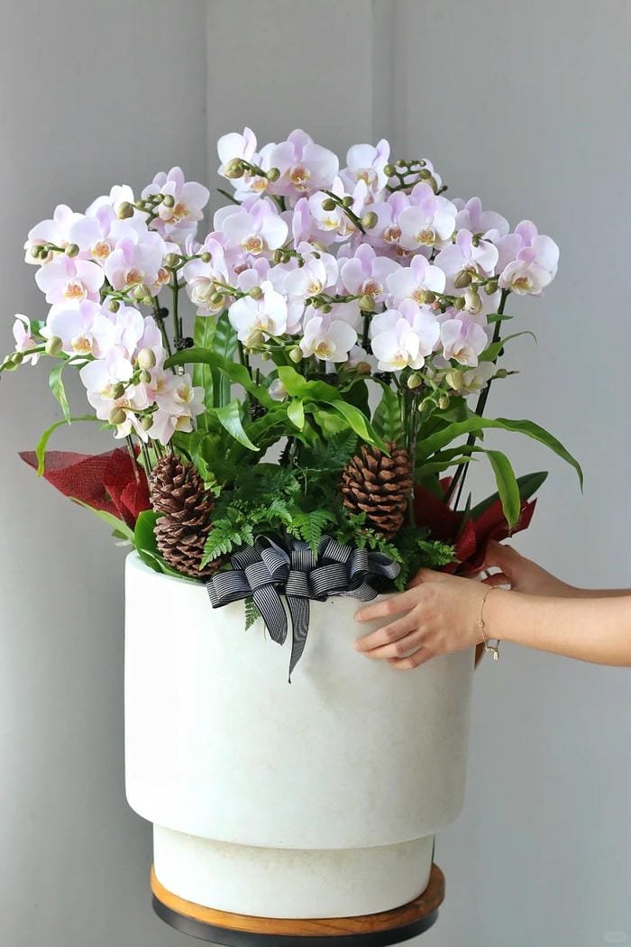 hình ảnh hoa phong lan hồ điệp 20