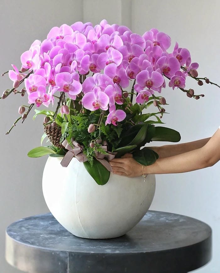 hình ảnh hoa phong lan hồ điệp 21