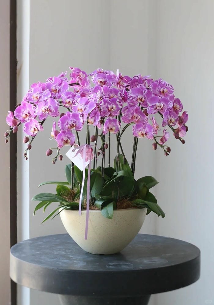 hình ảnh hoa phong lan hồ điệp 22