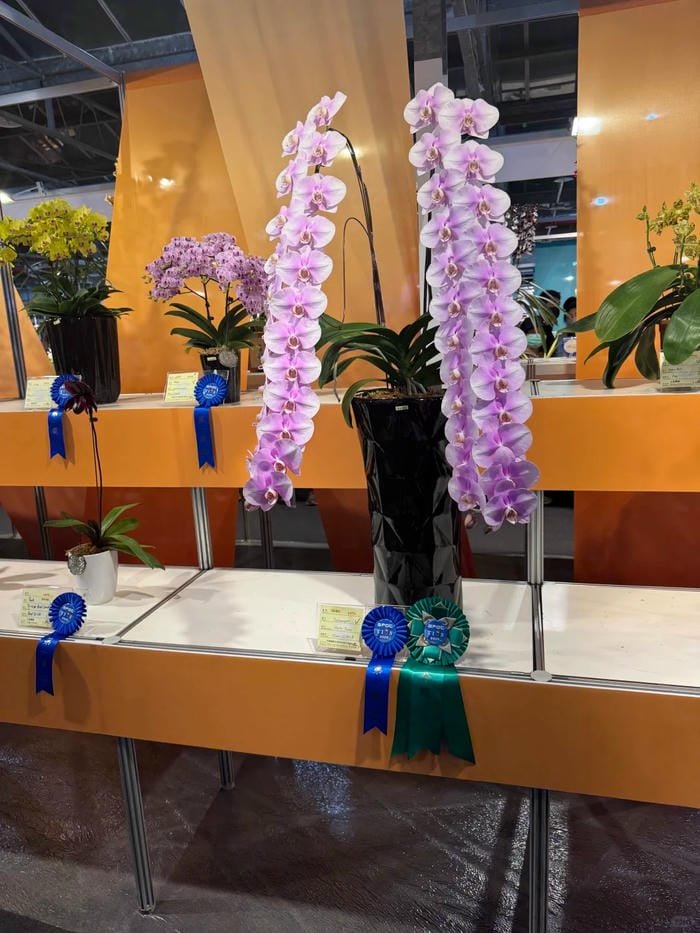 hình ảnh hoa phong lan hồ điệp 24