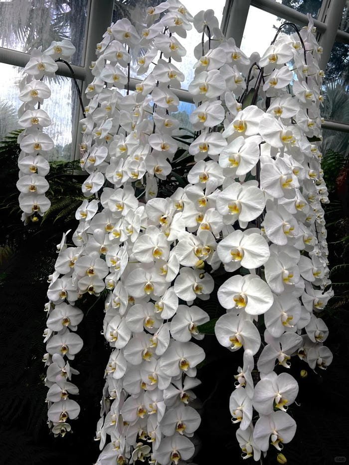 hình ảnh hoa phong lan hồ điệp 25