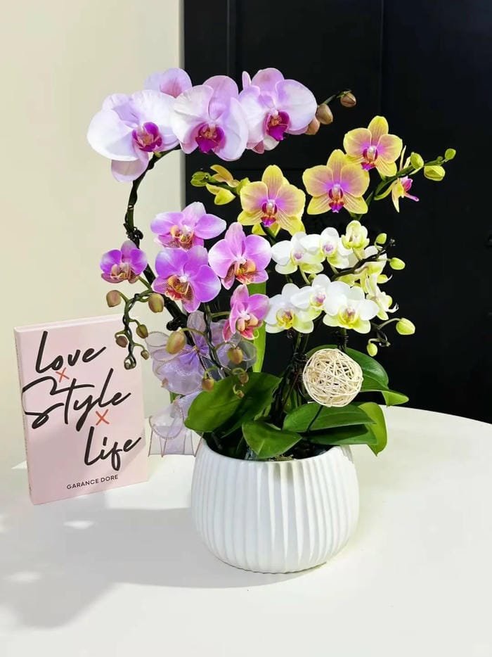 hình ảnh hoa phong lan hồ điệp 26