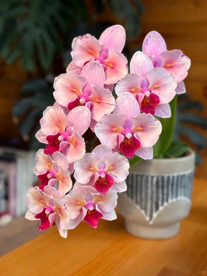 hình ảnh hoa phong lan hồ điệp 27