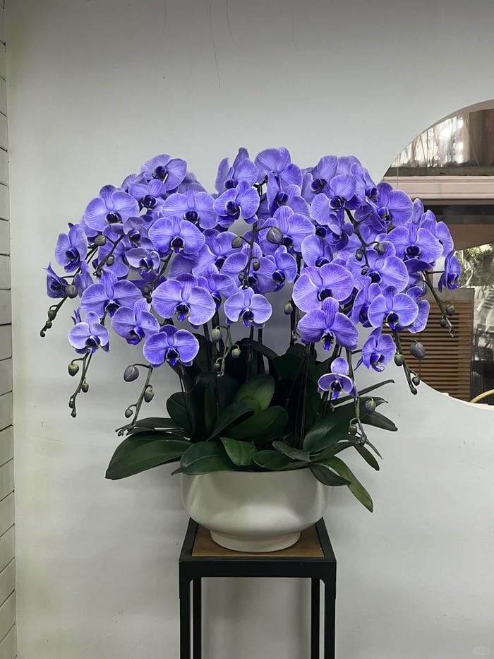 hình ảnh hoa phong lan hồ điệp 29