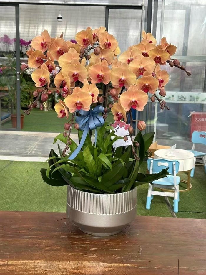 hình ảnh hoa phong lan hồ điệp 3