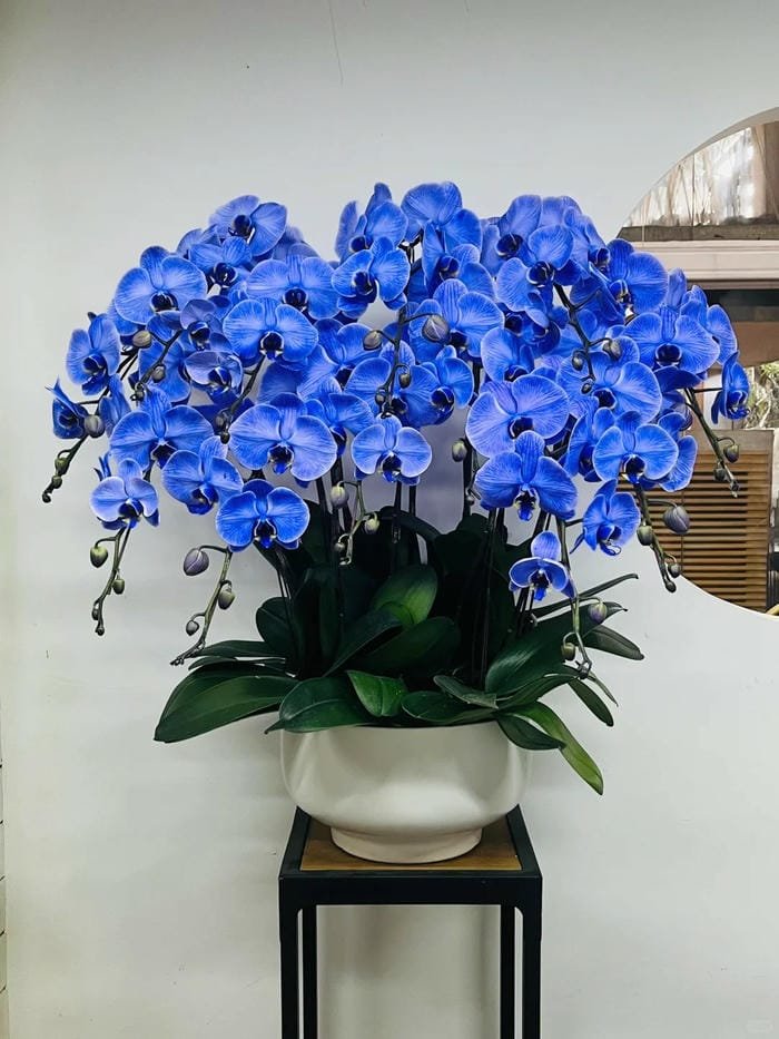 hình ảnh hoa phong lan hồ điệp 30