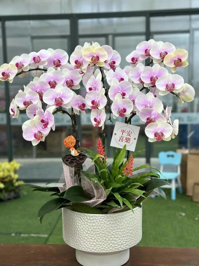 hình ảnh hoa phong lan hồ điệp 4