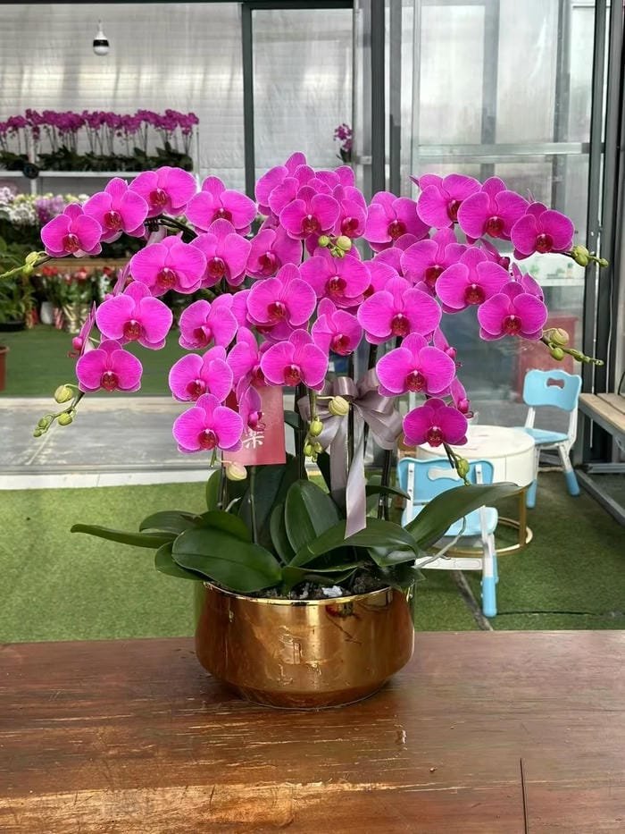 hình ảnh hoa phong lan hồ điệp 5