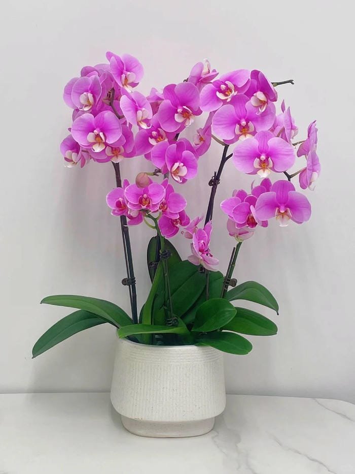 hình ảnh hoa phong lan hồ điệp 6