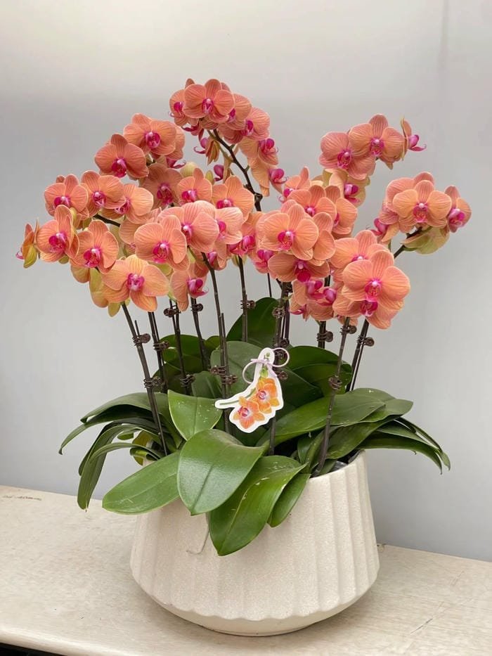 hình ảnh hoa phong lan hồ điệp 7