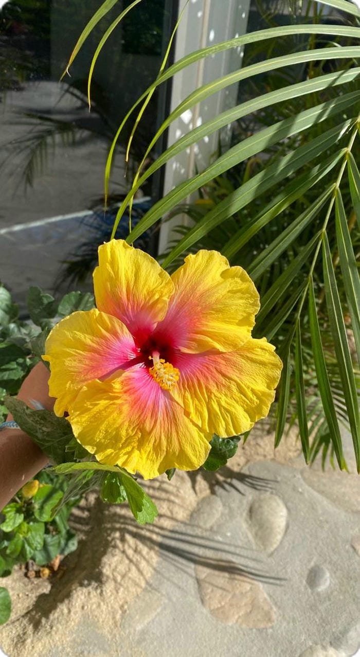 hình ảnh hoa râm bụt 28