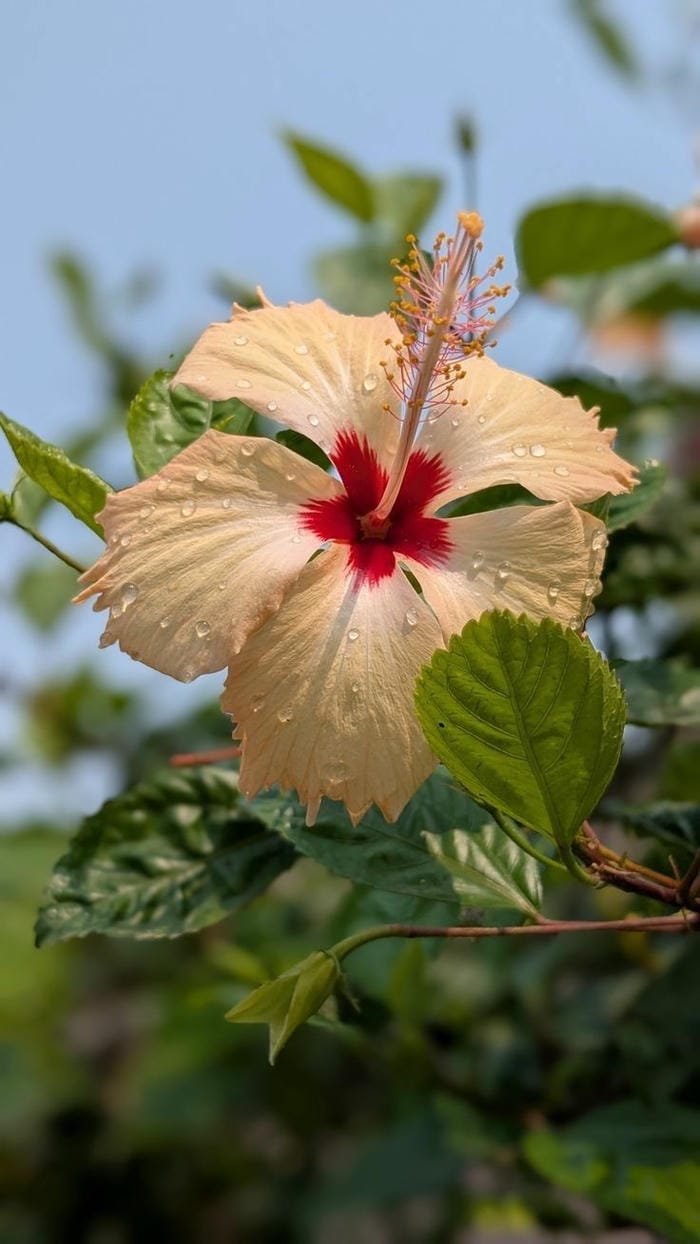 hình ảnh hoa râm bụt 6