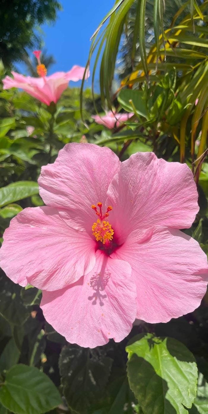hình ảnh hoa râm bụt 7