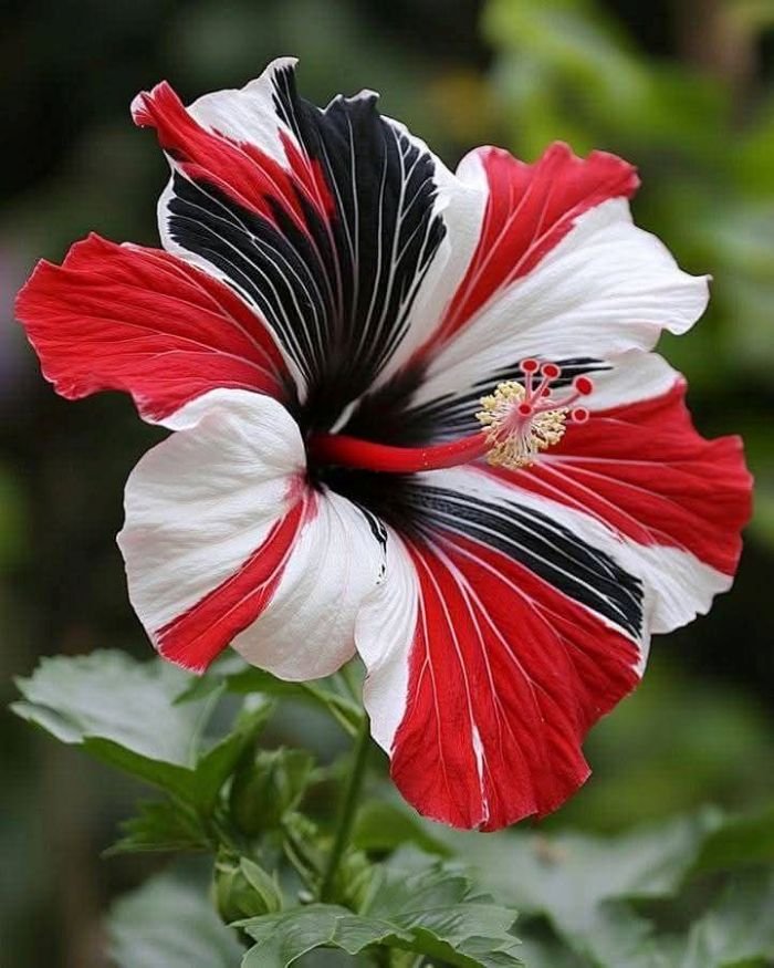 hình ảnh hoa râm bụt 9