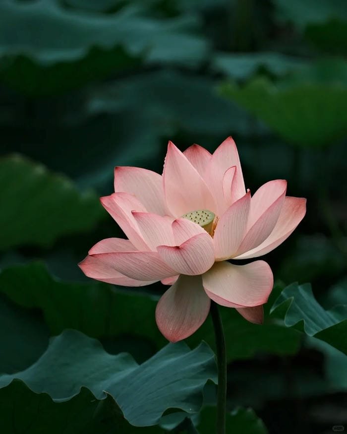 hình ảnh hoa sen 13