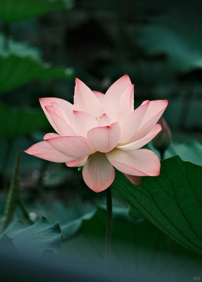 hình ảnh hoa sen 14