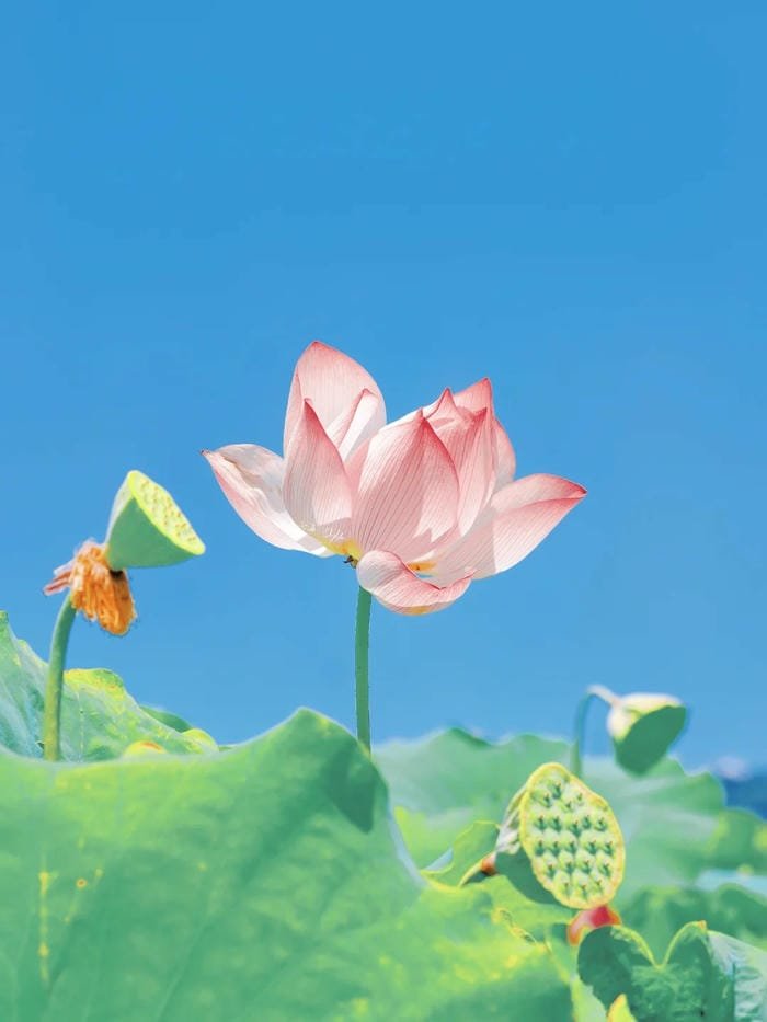 hình ảnh hoa sen 16