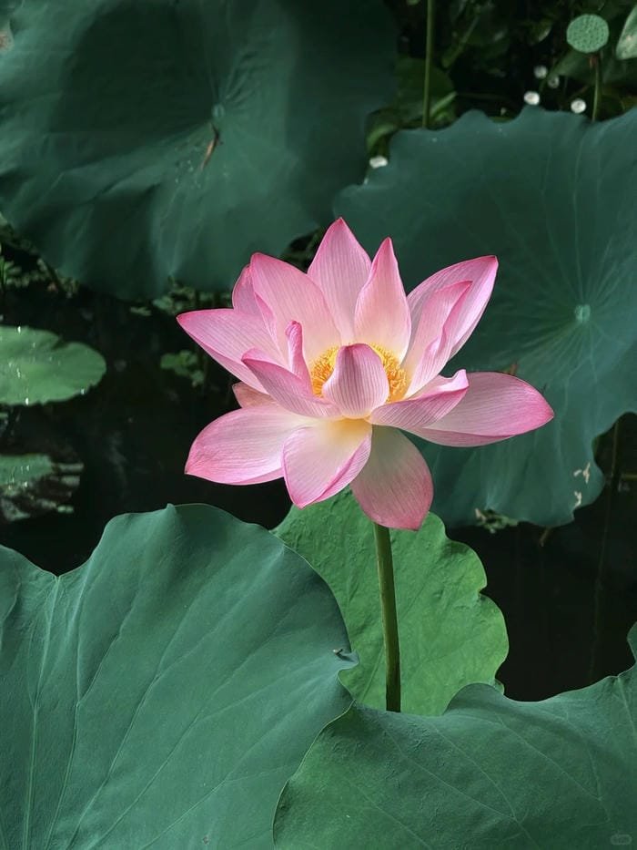 hình ảnh hoa sen 6