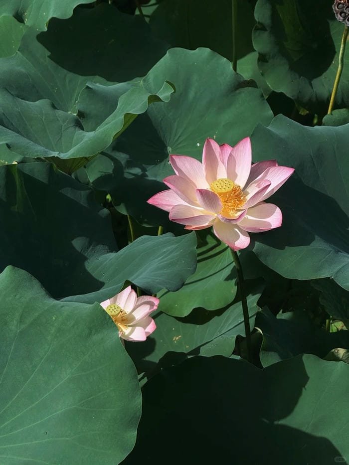 hình ảnh hoa sen 8