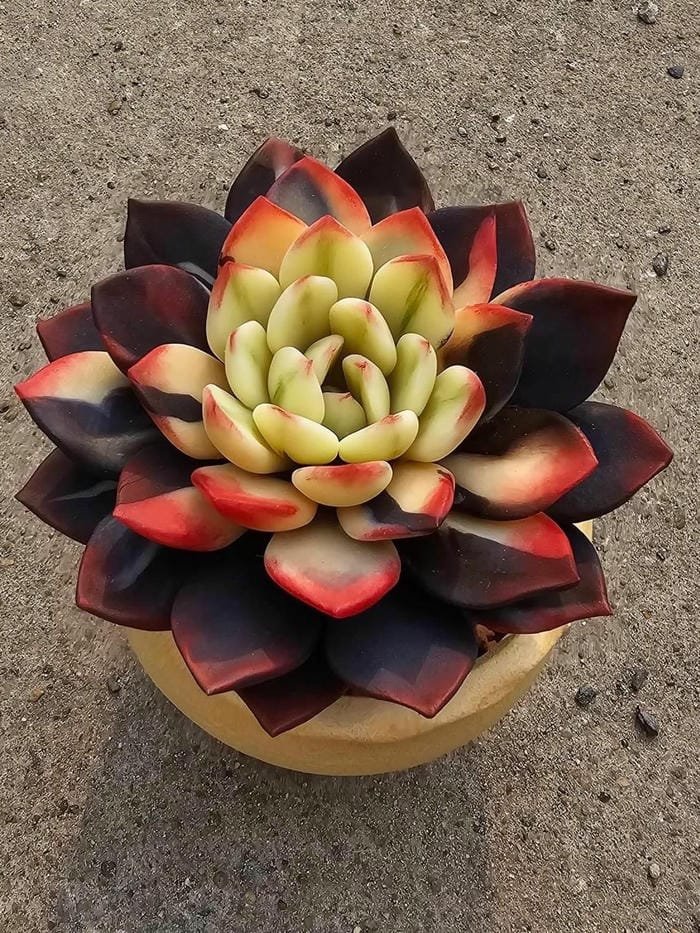 hình ảnh hoa sen đá 17