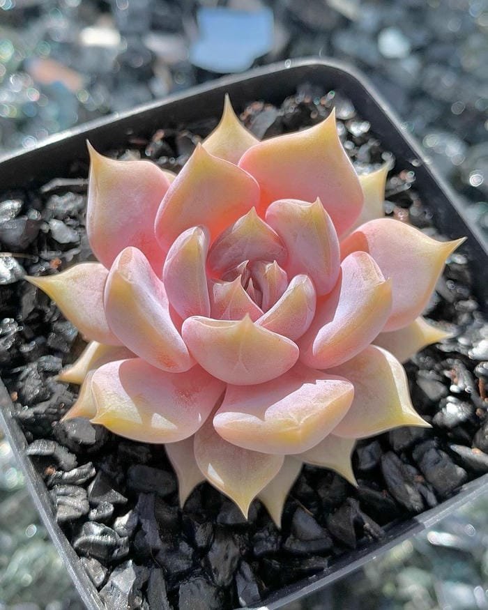 hình ảnh hoa sen đá 18