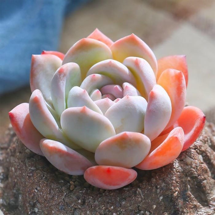 hình ảnh hoa sen đá 7