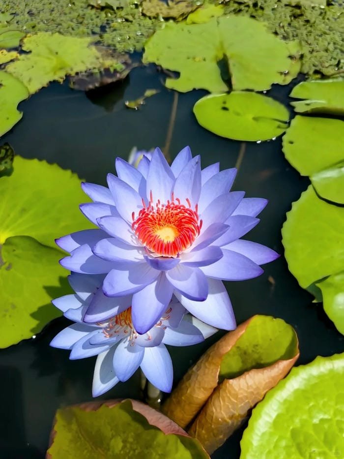 hình ảnh hoa súng 13