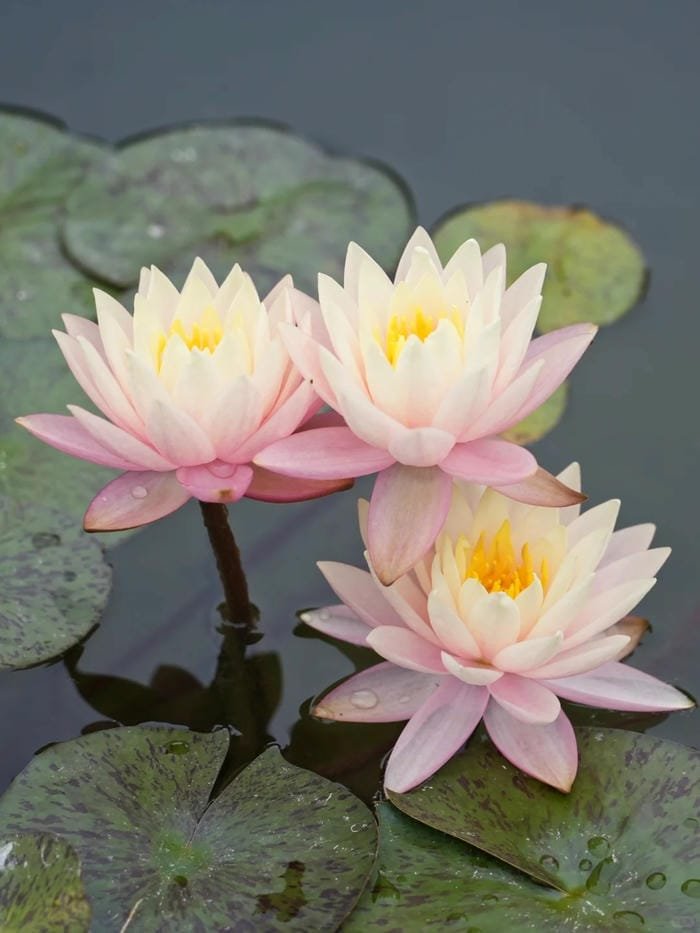 hình ảnh hoa súng 14