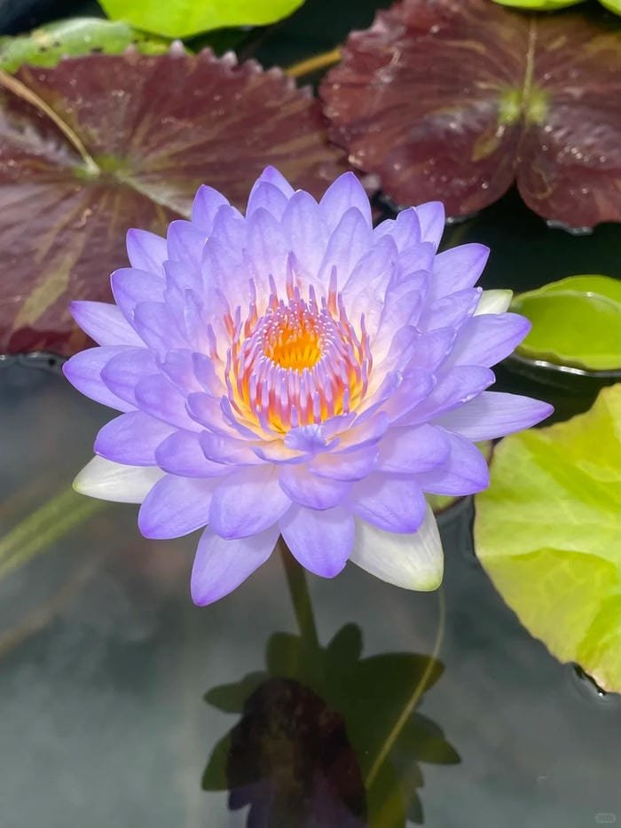hình ảnh hoa súng 19