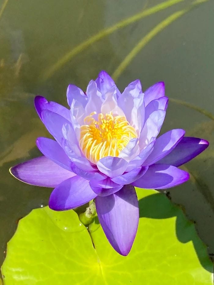 hình ảnh hoa súng 20