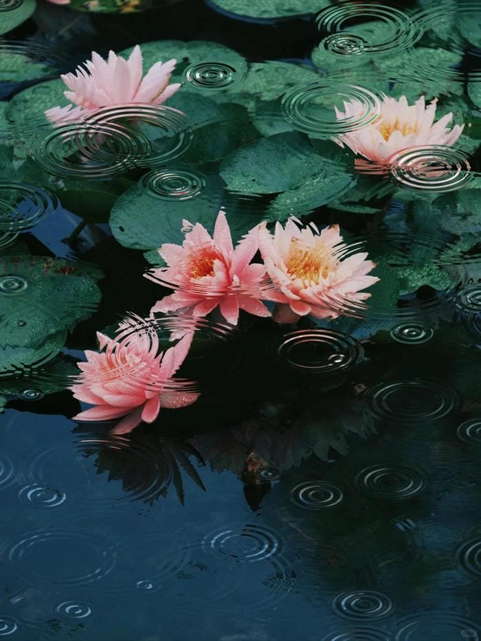 hình ảnh hoa súng 21