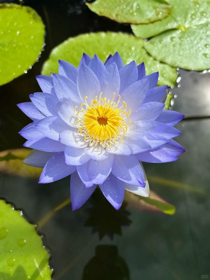 hình ảnh hoa súng 25