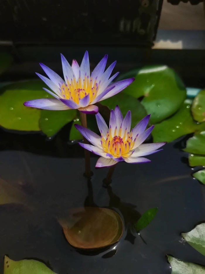 hình ảnh hoa súng 26