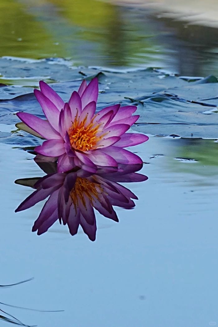 hình ảnh hoa súng 5