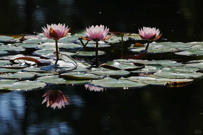hình ảnh hoa súng 6