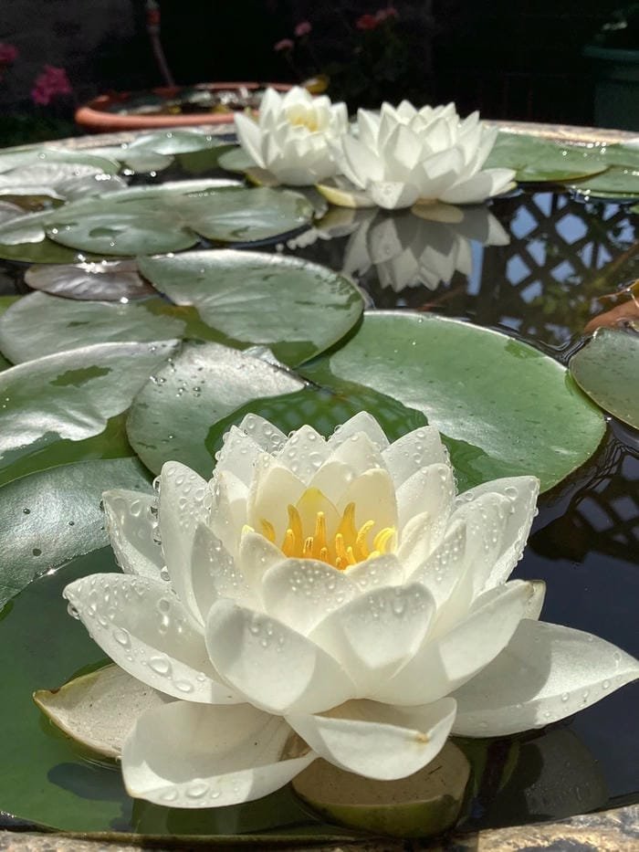 hình ảnh hoa súng 8