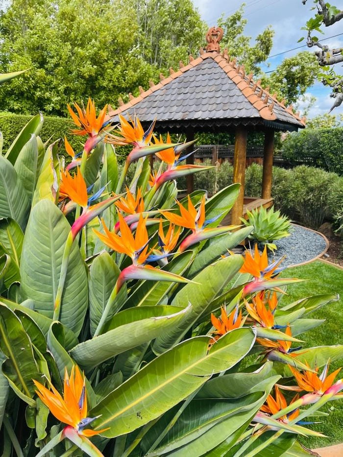 hình ảnh hoa thiên điểu 24