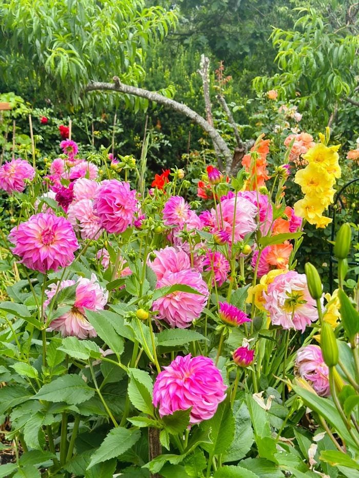 hình ảnh hoa thược dược 12