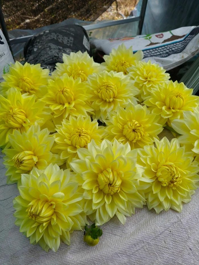 hình ảnh hoa thược dược 24