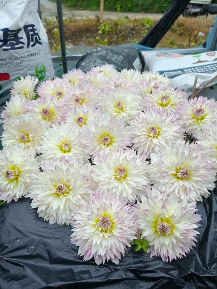 hình ảnh hoa thược dược 25