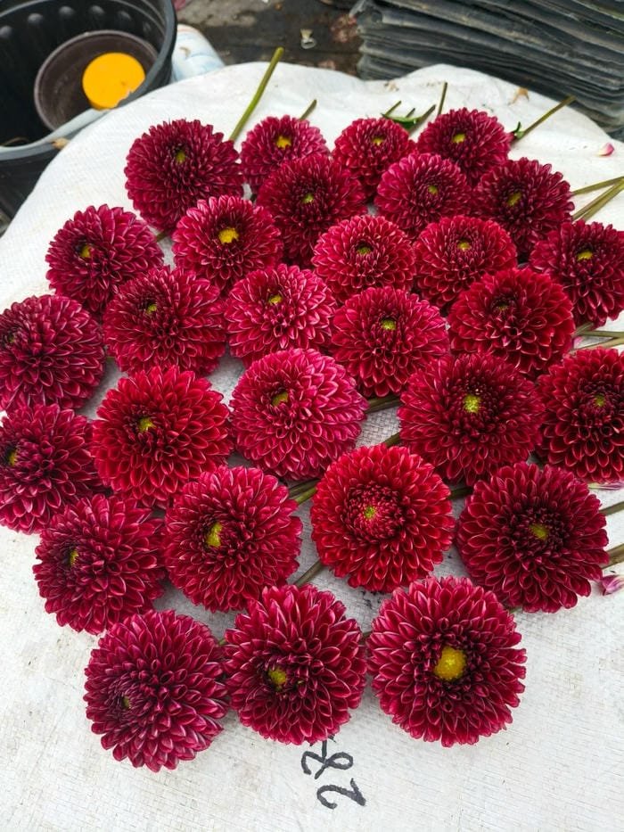 hình ảnh hoa thược dược 26
