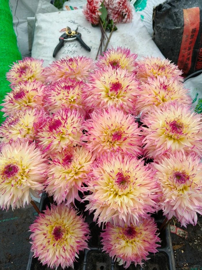 hình ảnh hoa thược dược 27