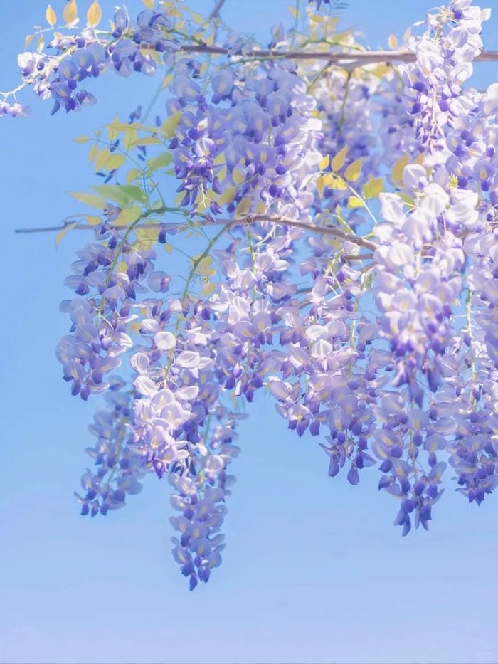 hình ảnh hoa tử đằng 15