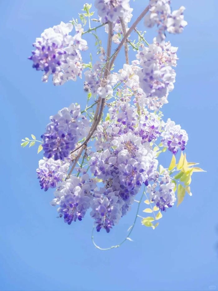 hình ảnh hoa tử đằng 16