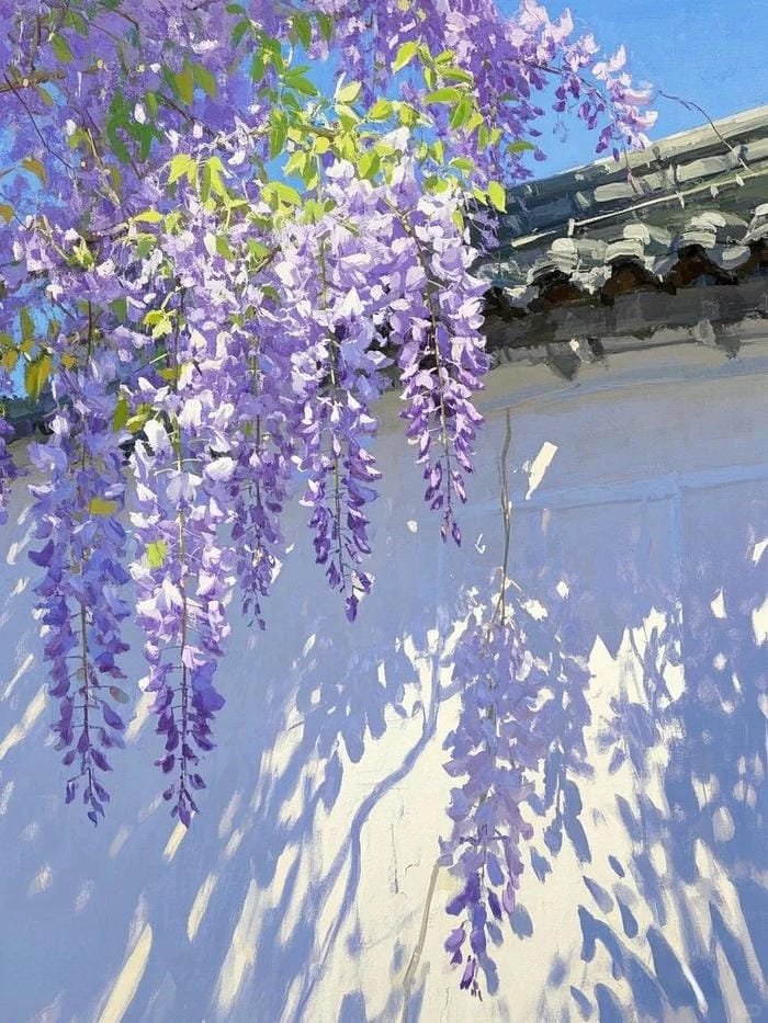 hình ảnh hoa tử đằng 24
